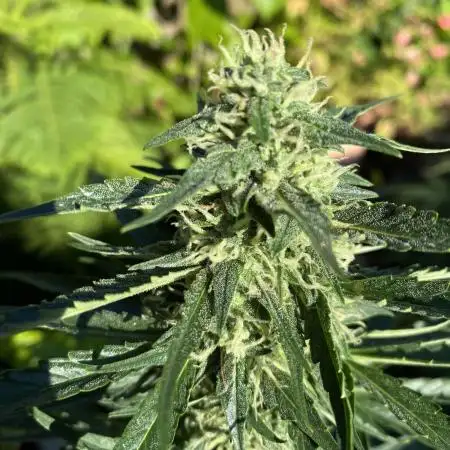 Rqs northern lights autoflower