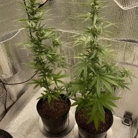 Rqs northern lights autoflower