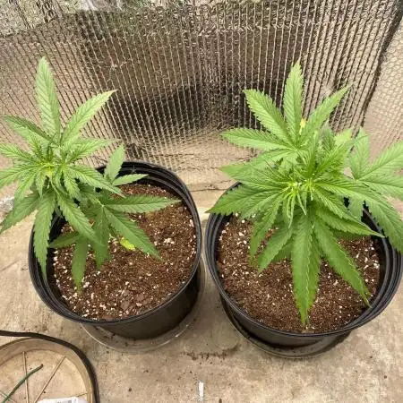 Rqs northern lights autoflower