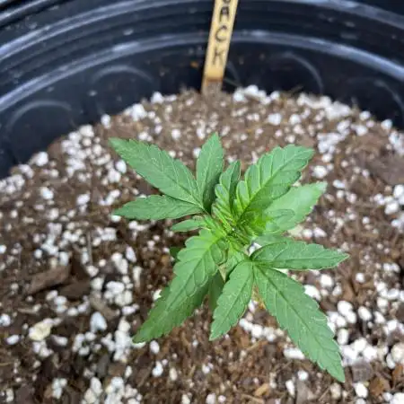 Rqs Royal Jack auto