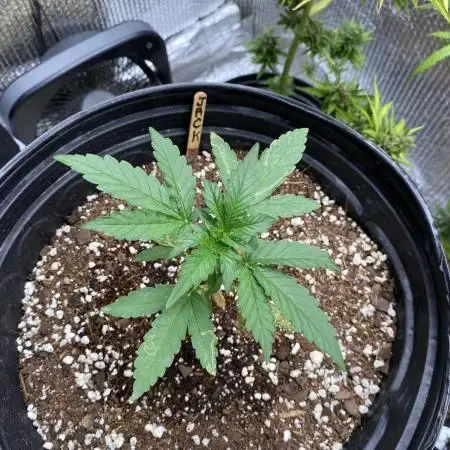 Rqs Royal Jack auto