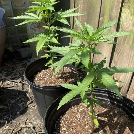 Rqs northern lights autoflower