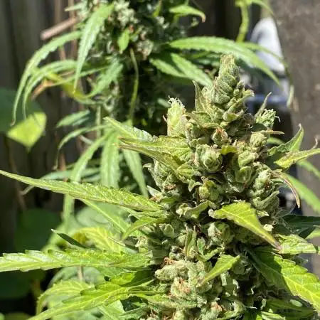 Rqs northern lights autoflower