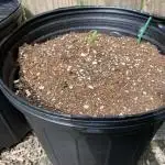 Rqs wedding cake auto