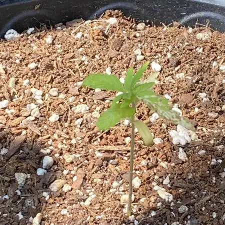 Rqs wedding cake auto