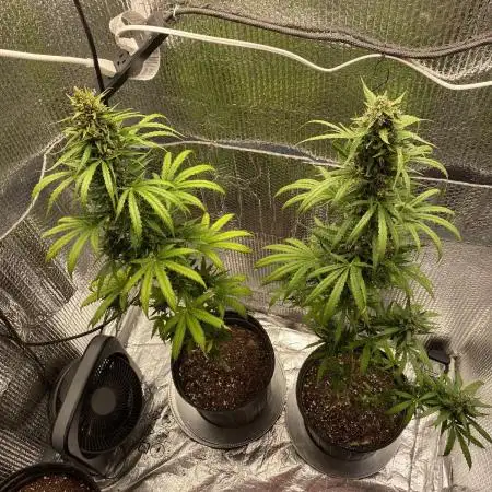 Rqs northern lights autoflower