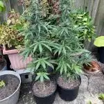 Rqs northern lights autoflower