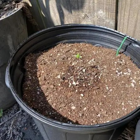 Rqs wedding cake auto