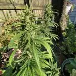 Rqs northern lights autoflower
