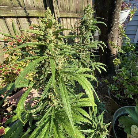 Rqs northern lights autoflower