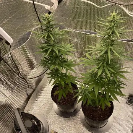 Rqs northern lights autoflower