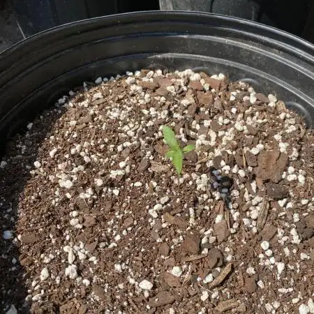Rqs green gelato auto