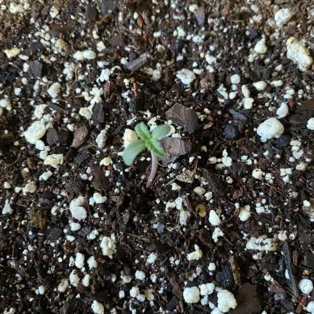 Rqs green gelato auto