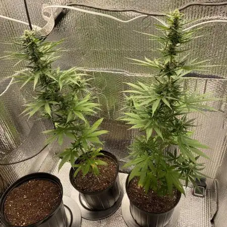 Rqs northern lights autoflower