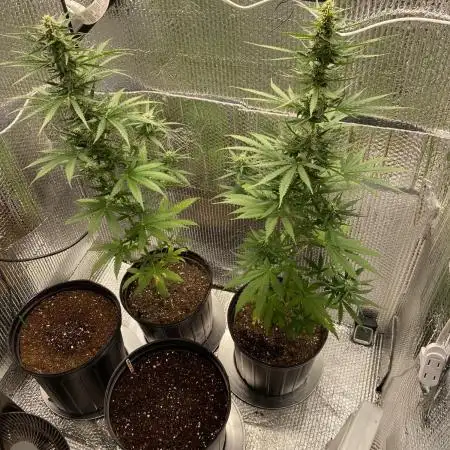 Rqs northern lights autoflower