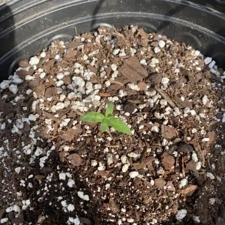 Rqs green gelato auto