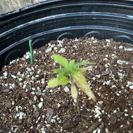 Rqs wedding cake auto
