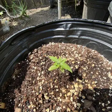 Rqs Royal Jack auto