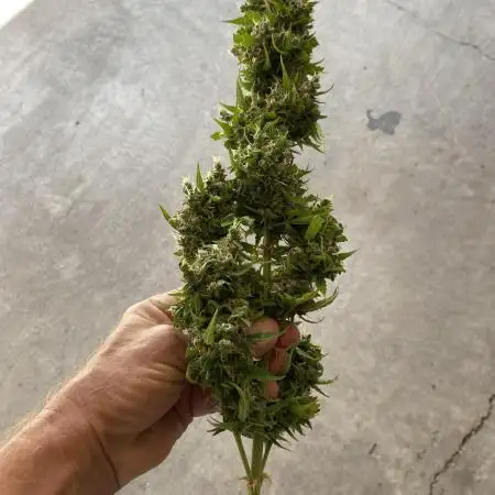 Rqs northern lights autoflower