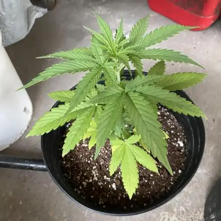 Rqs northern lights autoflower
