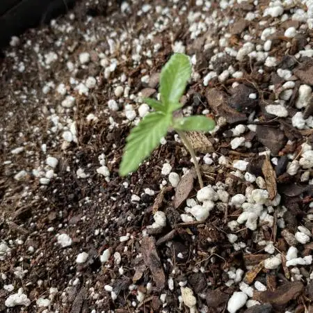 Rqs green gelato auto