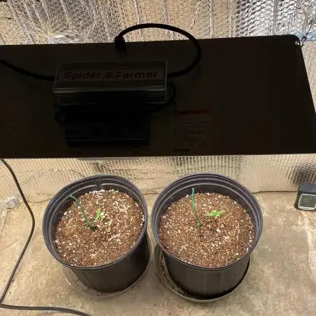 Rqs northern lights autoflower
