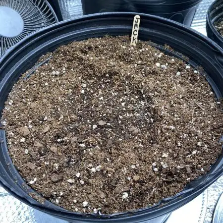 Rqs Royal Jack auto