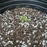 Rqs green gelato auto