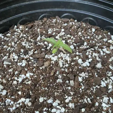 Rqs green gelato auto