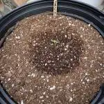 Rqs Royal Jack auto
