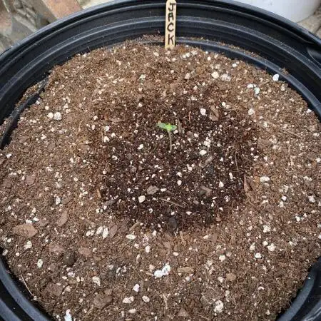 Rqs Royal Jack auto