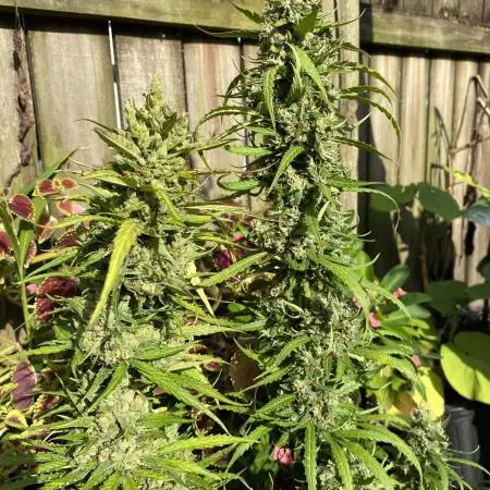 Rqs northern lights autoflower