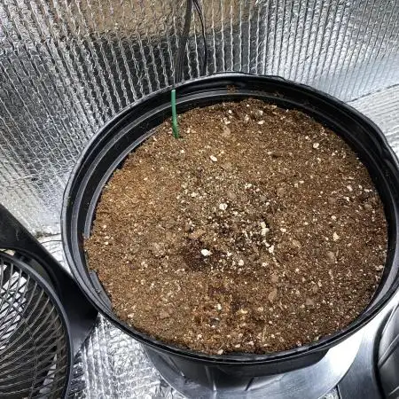 Rqs wedding cake auto