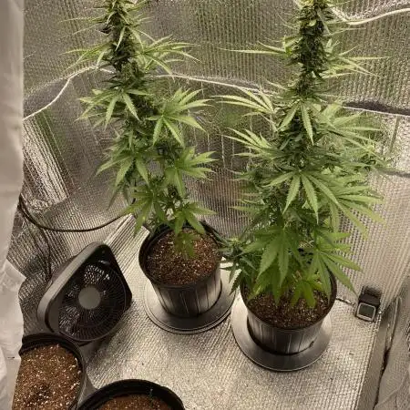 Rqs northern lights autoflower