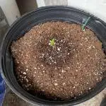 Rqs wedding cake auto