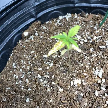 Rqs wedding cake auto
