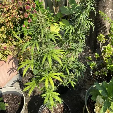 Rqs northern lights autoflower