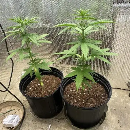 Rqs northern lights autoflower