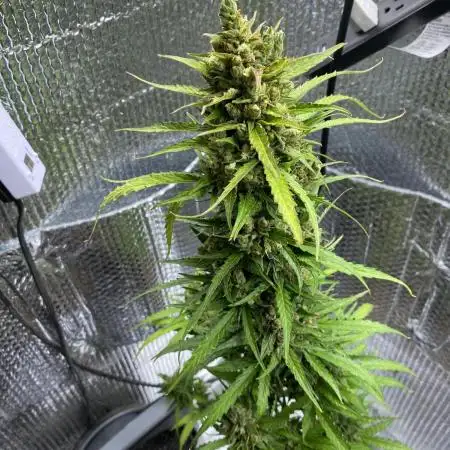 Rqs northern lights autoflower