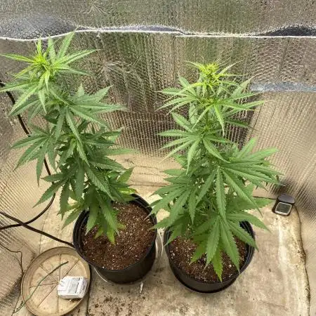 Rqs northern lights autoflower