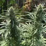 Rqs northern lights autoflower