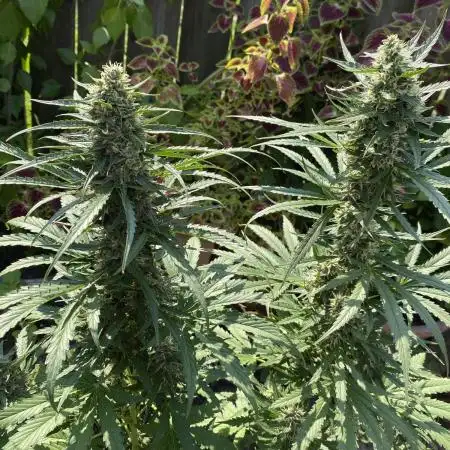 Rqs northern lights autoflower