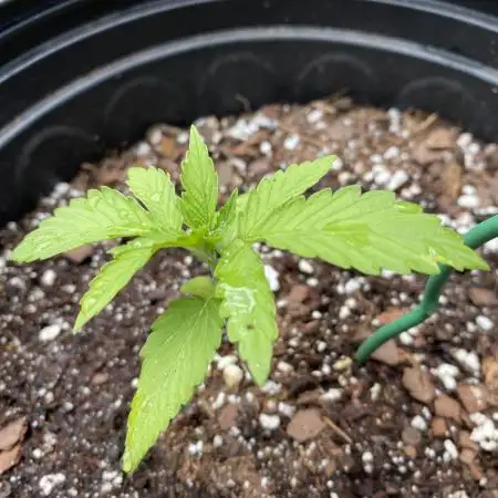 Rqs northern lights autoflower
