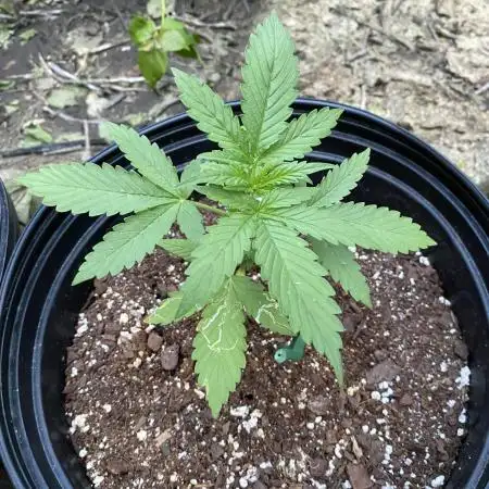 Rqs northern lights autoflower