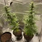 Rqs northern lights autoflower