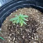 Rqs wedding cake auto