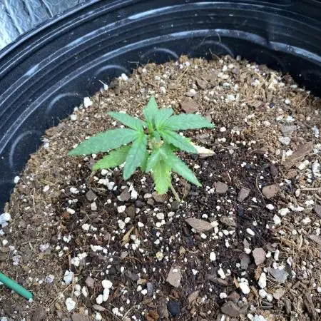 Rqs wedding cake auto