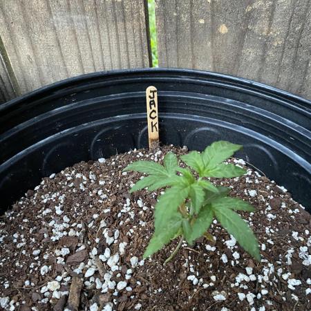 Rqs Royal Jack auto
