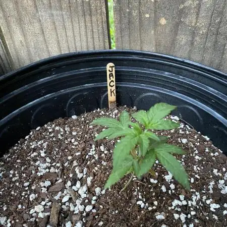 Rqs Royal Jack auto