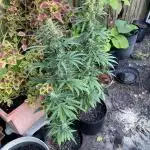 Rqs northern lights autoflower
